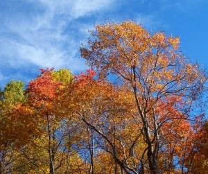 Autumn trees with leaves that are red and orange showing changing color