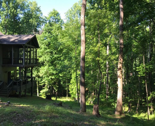 Forest Cottage Porch