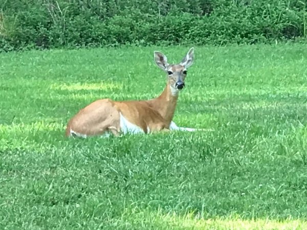 Deer lying on the green grass at Sanctuary