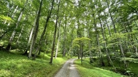 Walking path through a lush mountain forest