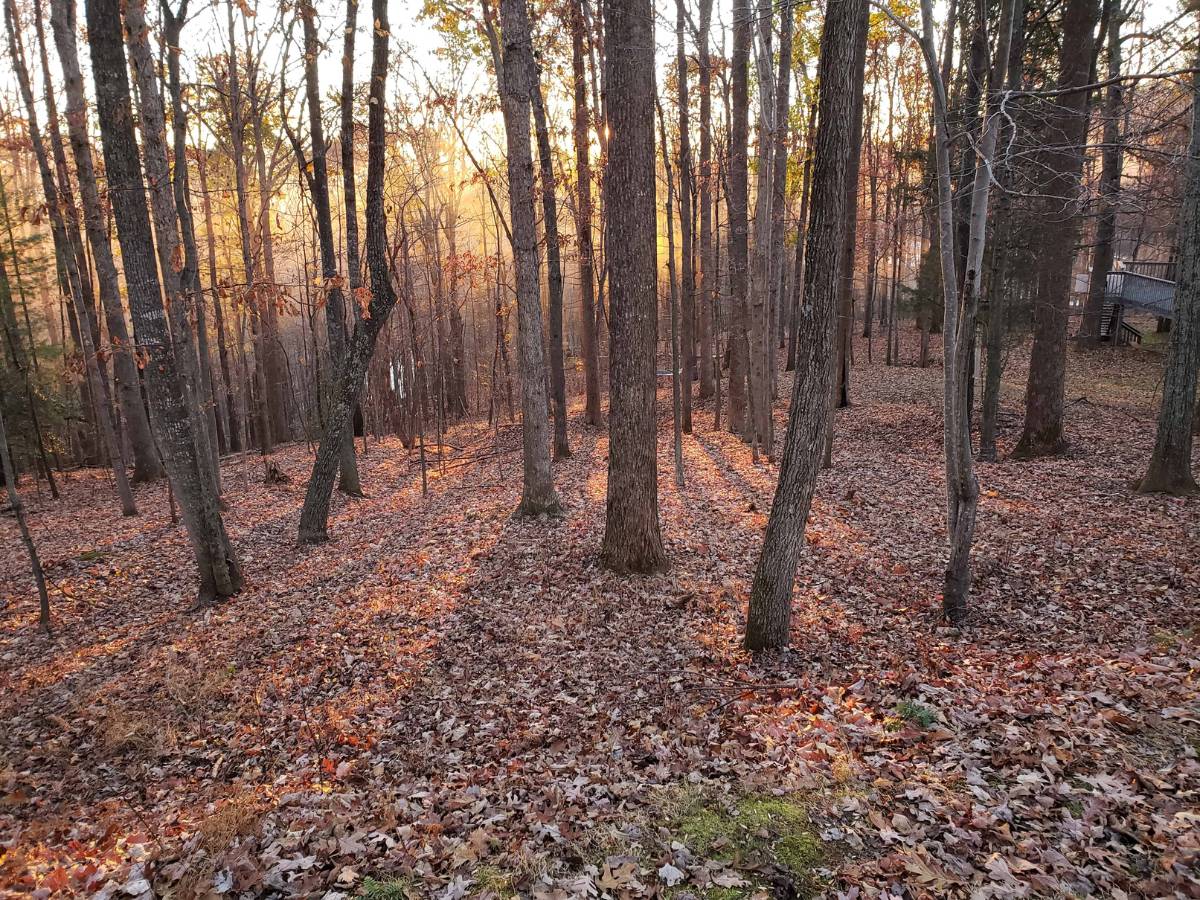 Sunrise in Fall with a view of the forest at the Sanctuary.