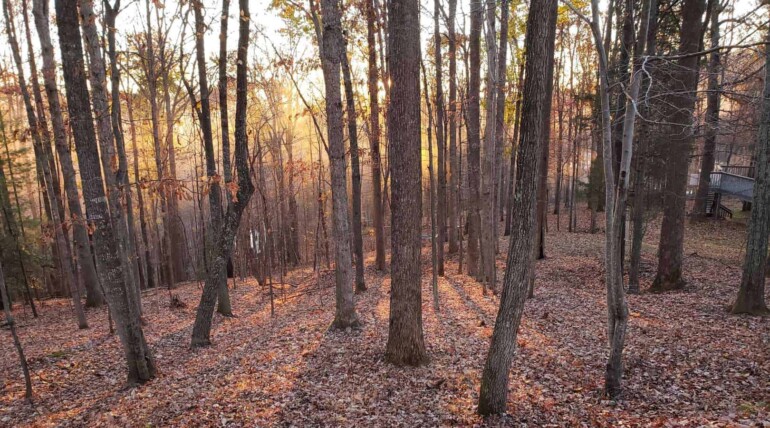 Sunrise in Fall with a view of the forest at the Sanctuary.