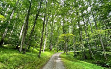 Walking path surrounded by lush forest at the Sanctuary Retreat Center.