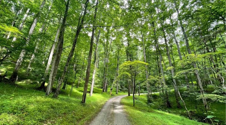 Walking path surrounded by lush forest at the Sanctuary Retreat Center.