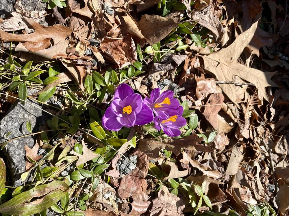 purple-crocuses-poking-up-through-dry-brown-leaves