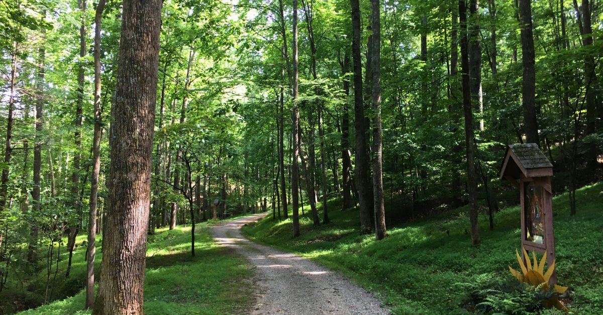 Picture of a nature walking path surrounded by lush, green forest in summer.