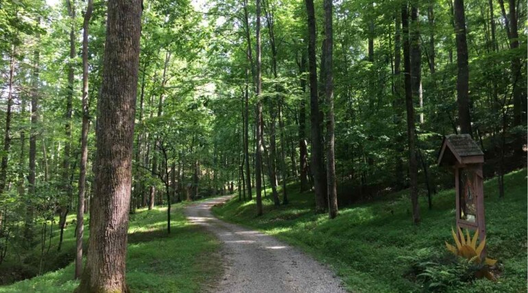 Walking path surrounded by lush forest at the Sanctuary Retreat Center.